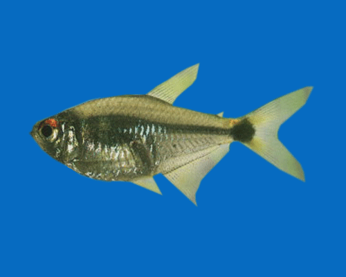 Рыбка фонарик